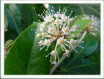 فاتسیا ژاپونیکا, Aralia japonica Thunb ,A. sieboldii Hort
